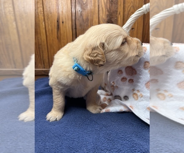Medium Photo #7 Golden Retriever Puppy For Sale in NEOLA, WV, USA