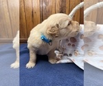 Small #6 Golden Retriever