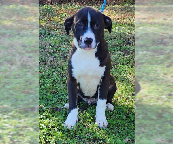 Medium Photo #5 American Pit Bull Terrier-Unknown Mix Puppy For Sale in Wetumpka, AL, USA