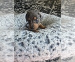 Small #6 Dachshund