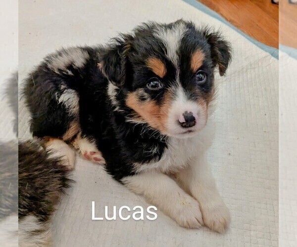 Medium Photo #19 Australian Shepherd Puppy For Sale in PAMPLIN, VA, USA