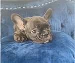 Small Photo #5 French Bulldog Puppy For Sale in SALT LAKE CITY, UT, USA