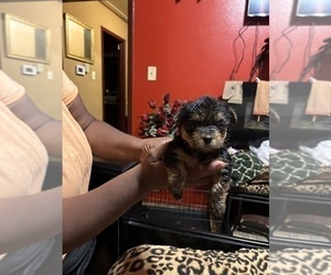 Yorkshire Terrier Puppy for Sale in HOUSTON, Texas USA