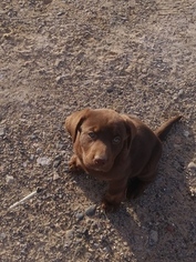 Labrador Retriever Puppy for sale in PAHRUMP, NV, USA