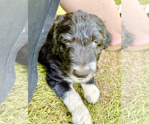 Aussiedoodle Puppy for sale in CUSTER, WA, USA