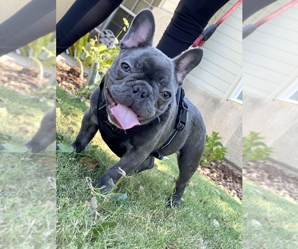 Medium Photo #1 French Bulldog Puppy For Sale in BAKERSFIELD, CA, USA