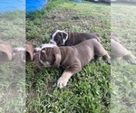 Small #18 Olde English Bulldogge