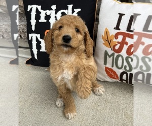 Goldendoodle (Miniature) Puppy for sale in FRANKLIN, IN, USA