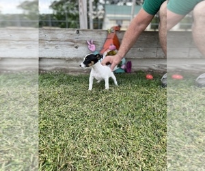 Jack Russell Terrier Puppy for sale in BELLE, MO, USA