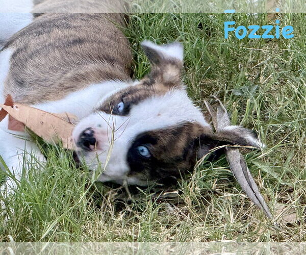 Medium Photo #3 Boxer Puppy For Sale in Dumont, NJ, USA