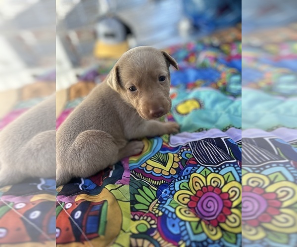 Medium Photo #8 Labrador Retriever Puppy For Sale in LEASBURG, MO, USA