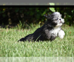 Small #6 Shih Tzu