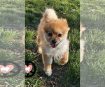 Small #3 Pomeranian