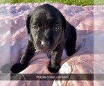 Small Photo #6 Labrador Retriever Puppy For Sale in MURRAY, IA, USA