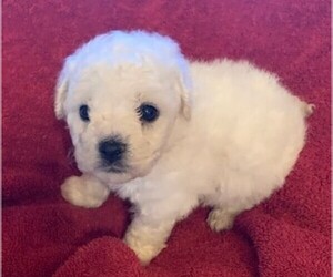 Bichon Frise Puppy for sale in BAXTER, MN, USA