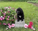 Small #2 Bernese Mountain Dog