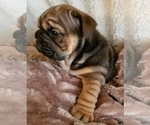 Small Photo #3 English Bulldog Puppy For Sale in SALEM, MO, USA