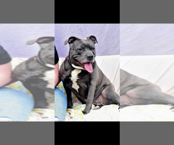 Medium Photo #3 American Pit Bull Terrier Puppy For Sale in Richmond, IN, USA