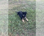 Small #8 German Shepherd Dog