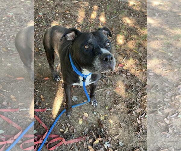 Medium Photo #1 American Staffordshire Terrier-Eurasier Mix Puppy For Sale in Front Royal, VA, USA