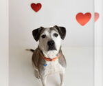 Small #7 American Pit Bull Terrier Mix