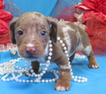 Small Photo #3 Dachshund Puppy For Sale in FOYIL, OK, USA