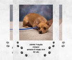 Sophie Turner - Female Chihuahua-Unknown Mix Dog for Adoption - Small photo