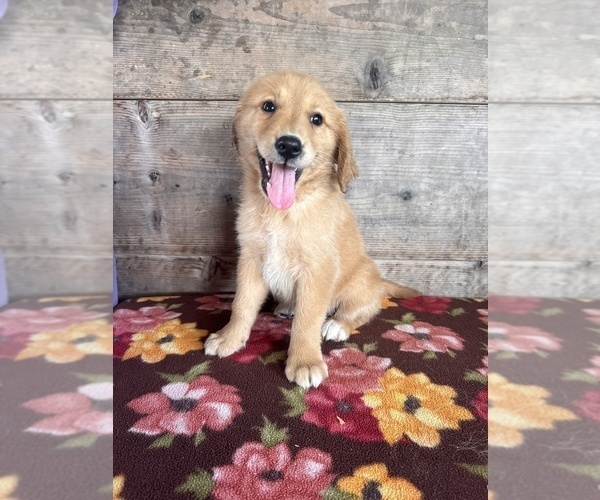 Medium Photo #14 Golden Retriever Puppy For Sale in VERMONTVILLE, MI, USA