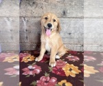 Small #13 Golden Retriever