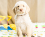 Small Photo #4 Labradoodle Puppy For Sale in PEYTON, CO, USA