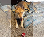 Small #10 Shiba Inu-Siberian Husky Mix