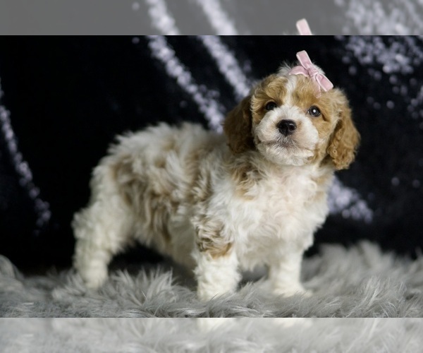 Medium Photo #6 Goldendoodle (Miniature) Puppy For Sale in WARSAW, IN, USA
