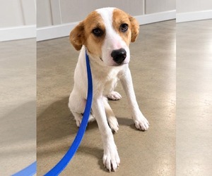 Sandy - Female Mutt Dog for Adoption - Photo #2