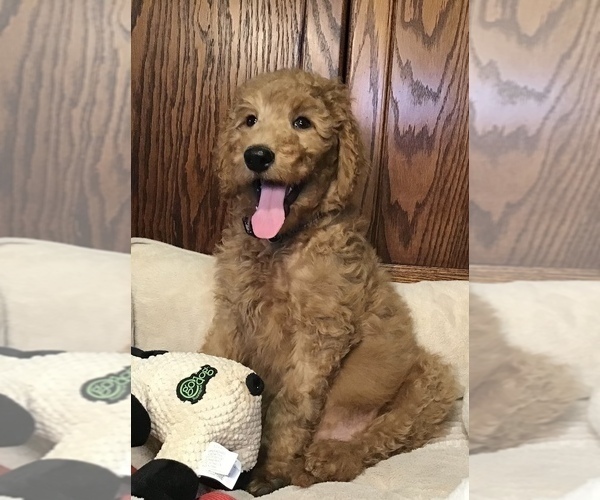 Medium Photo #1 Goldendoodle Puppy For Sale in SHAWNEE, OK, USA