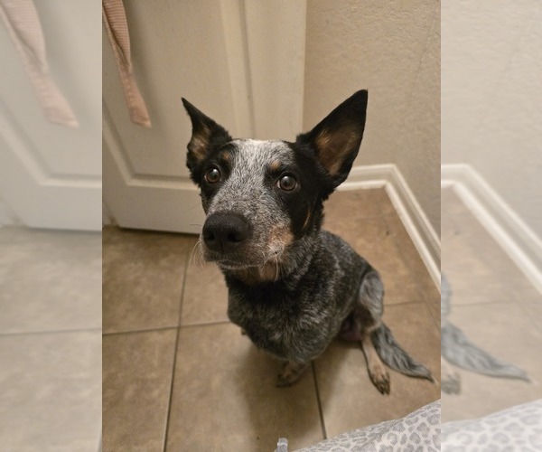 Medium Photo #1 Australian Cattle Dog Puppy For Sale in SAN ANTONIO, TX, USA