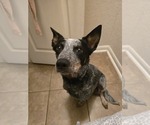 Small Photo #1 Australian Cattle Dog Puppy For Sale in SAN ANTONIO, TX, USA