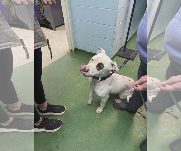 Medium Photo #3 Mutt Puppy For Sale in Rustburg, VA, USA