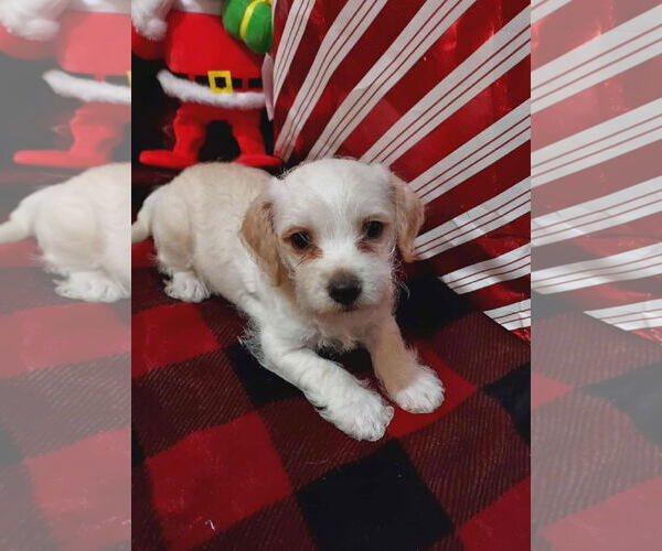 Medium Photo #1 Cairn Terrier-Unknown Mix Puppy For Sale in Arlington, WA, USA