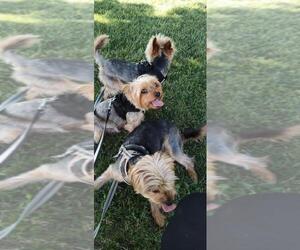 Mother of the Yorkshire Terrier puppies born on 12/24/2025