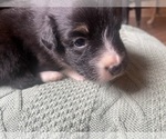 Small #9 Australian Shepherd