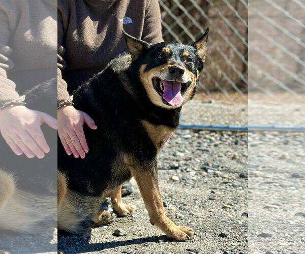 Medium Photo #9 Mutt Puppy For Sale in West Cornwall, CT, USA