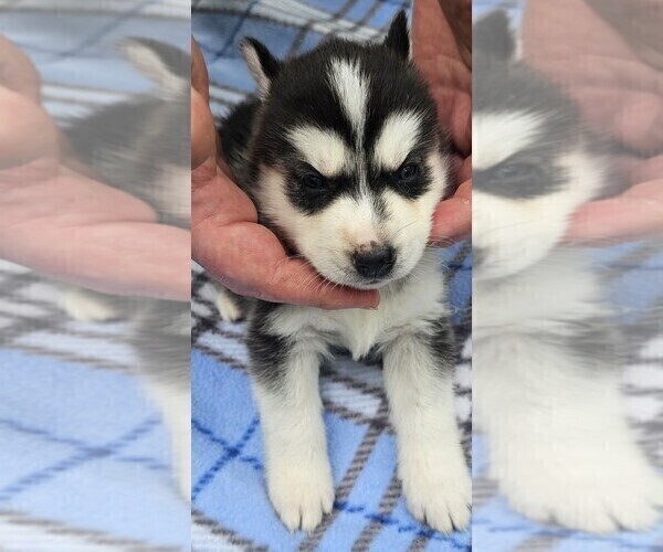 Medium Photo #8 Siberian Husky Puppy For Sale in CAMDENTON, MO, USA