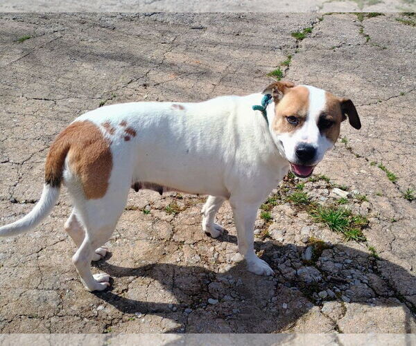 Medium Photo #2 American Pit Bull Terrier-Unknown Mix Puppy For Sale in Pryor, OK, USA