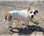 Small #1 American Pit Bull Terrier Mix