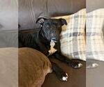 Small #19 Bulldog Mix
