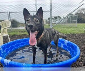 Gerberian Shepsky Dogs for adoption in McKinleyville, CA, USA