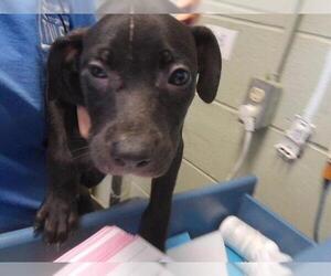 Mutt Dogs for adoption in Tulsa, OK, USA