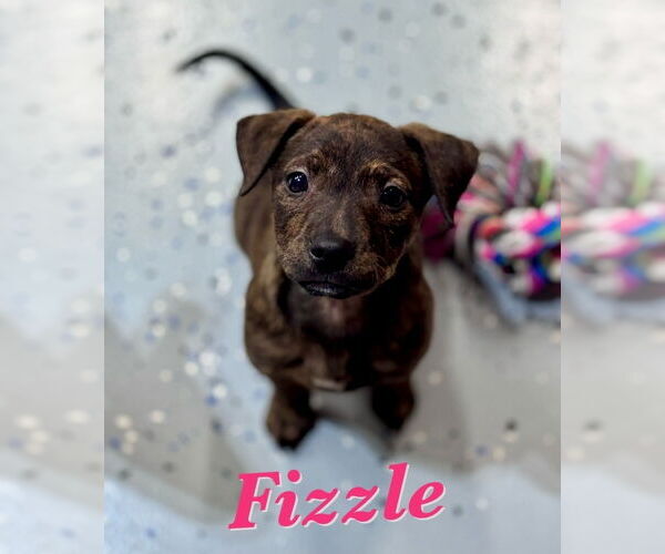 Medium Photo #2 American Pit Bull Terrier-Labrador Retriever Mix Puppy For Sale in Lakewood, CO, USA