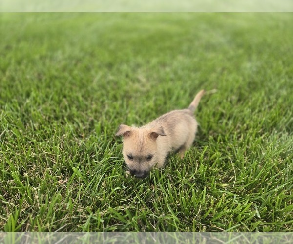 Medium Photo #8 Cairn Terrier Puppy For Sale in CARLYLE, IL, USA