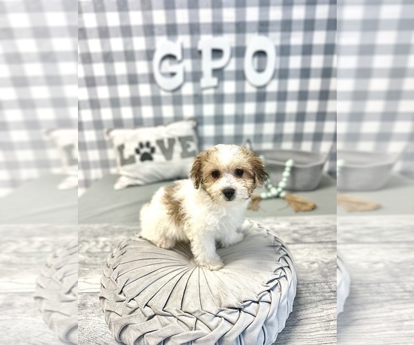 Medium Photo #4 Havachon Puppy For Sale in MARIETTA, GA, USA